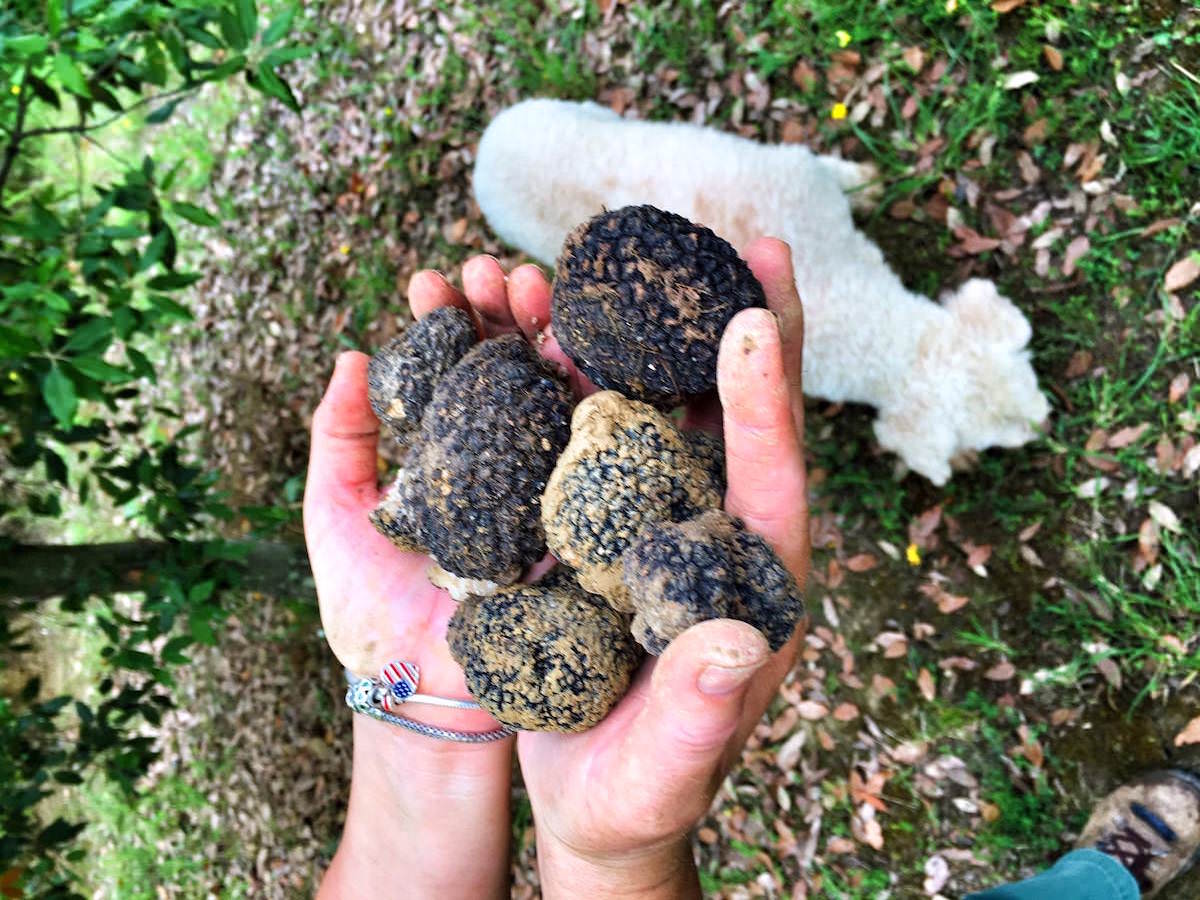 tartufi