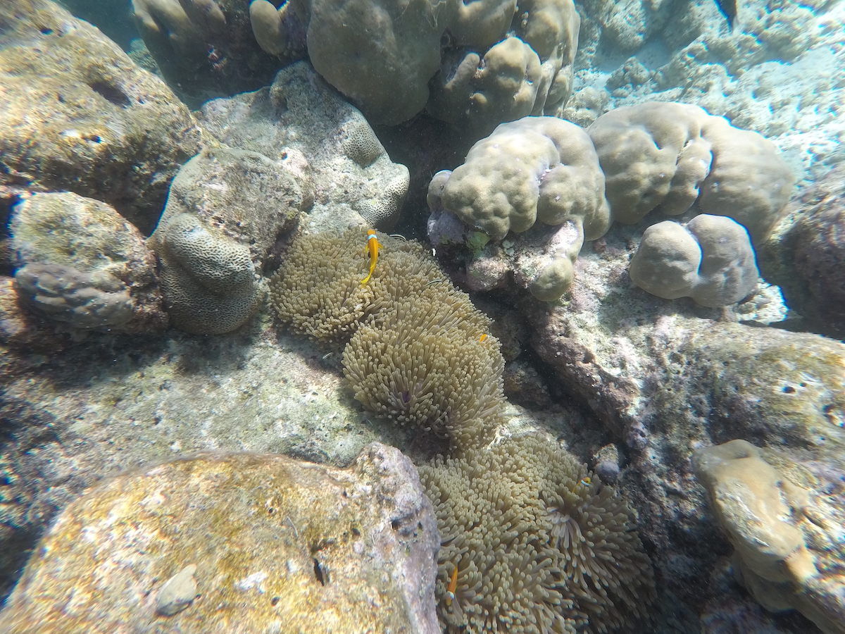 snorkljanje maldivi 8