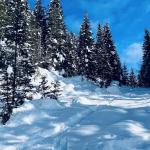 pot pokljuka rudno polje uskovnica 16