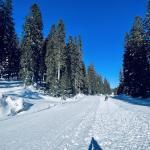 pot pokljuka rudno polje uskovnica 3