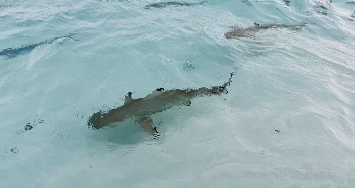 shark photo
